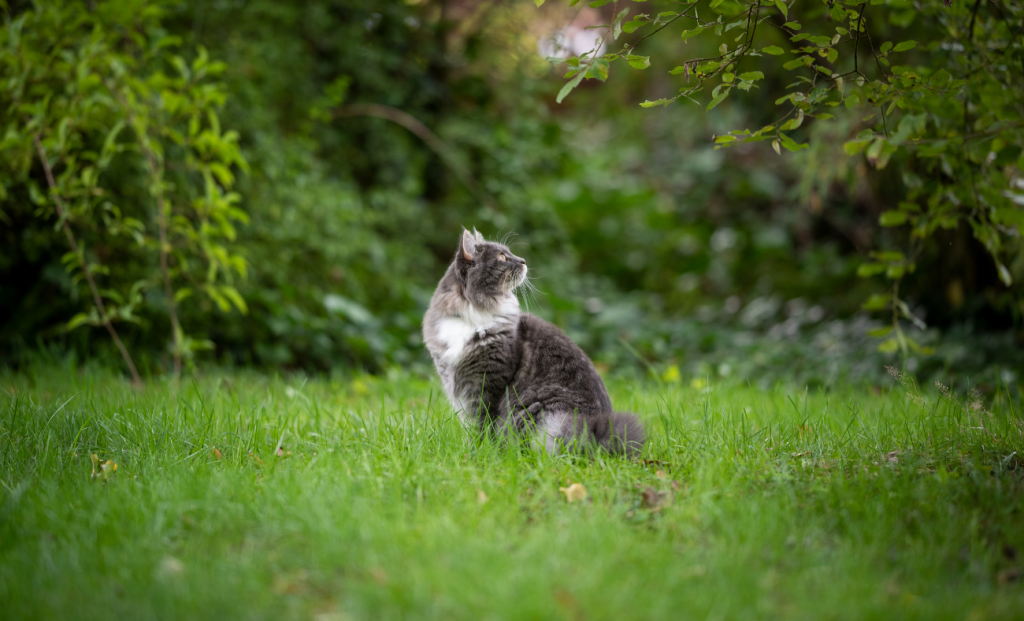 Cat Physical & Environmental Indicators 