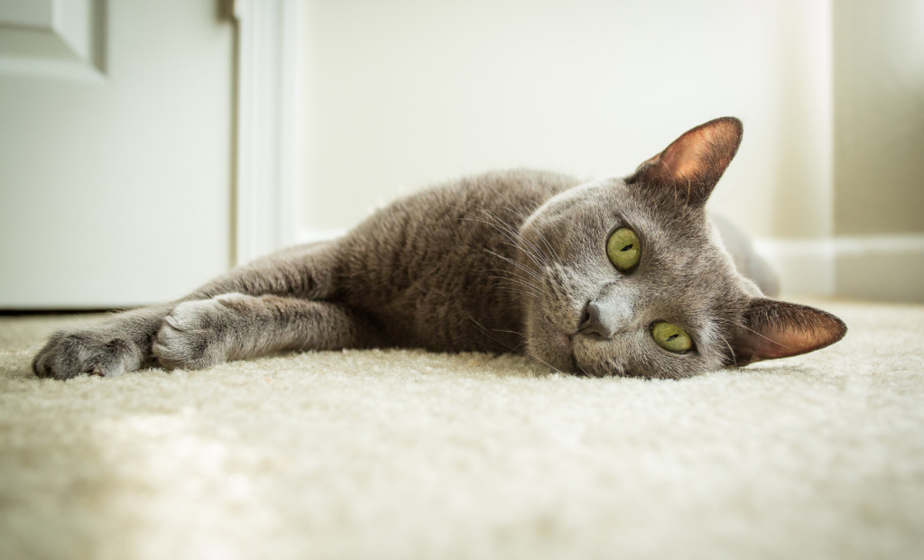 Cat Stress Manifestations