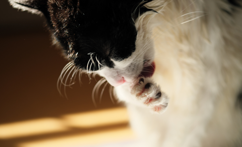 Normal and Anxious Cat Grooming