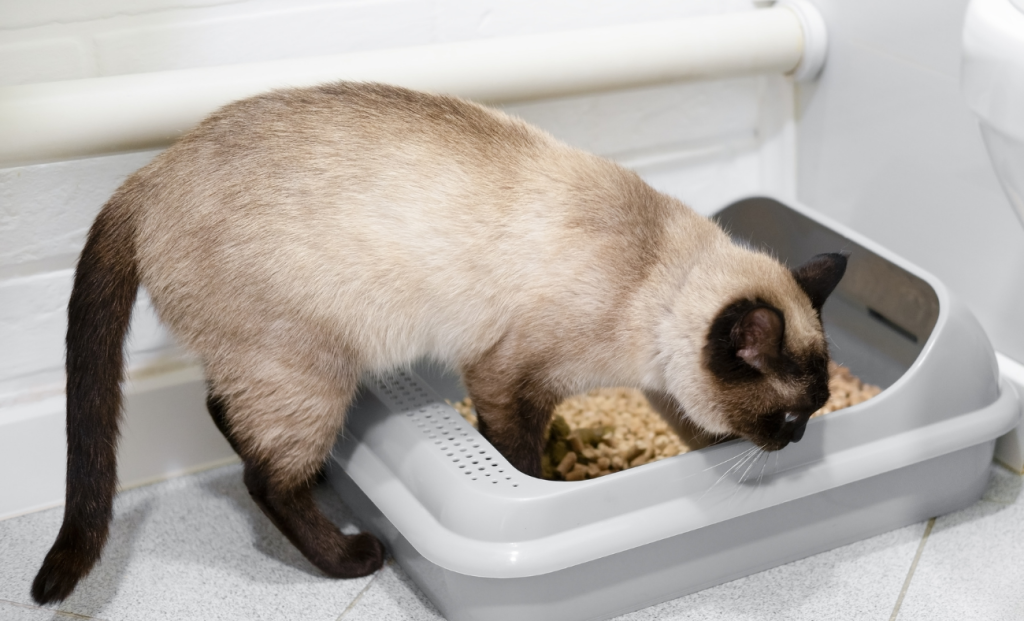 When Your Cat Votes with Their Paws: The Shocking Truth About Litter Box Rebellion Cat