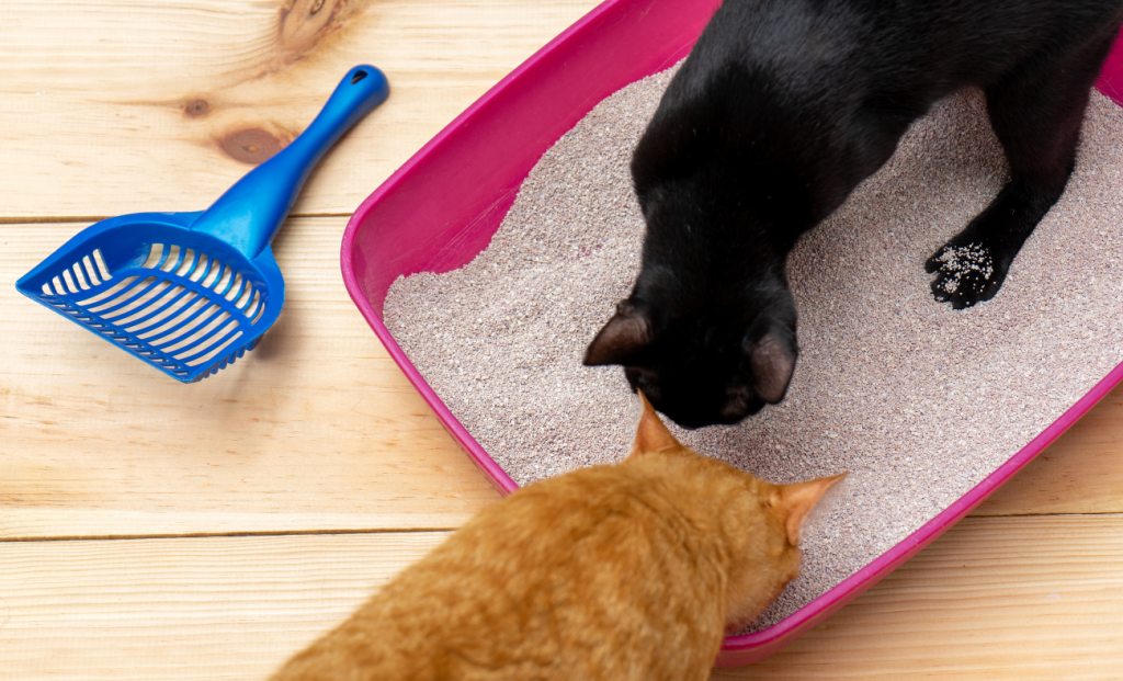 When Your Cat Votes with Their Paws: The Shocking Truth About Litter Box Rebellion Multi-Cat Elimination