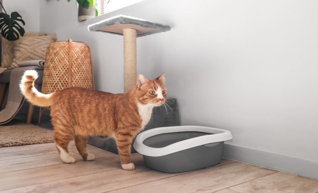 When Your Cat Votes with Their Paws: The Shocking Truth About Litter Box Rebellion Cat Litter Box Confidence