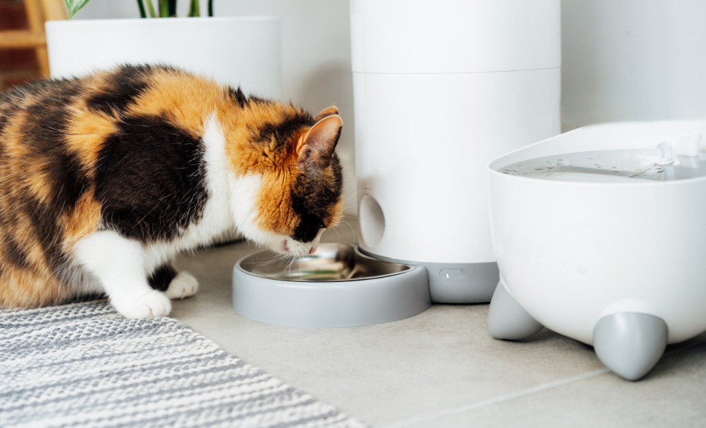 Psychology Behind Food Refusal