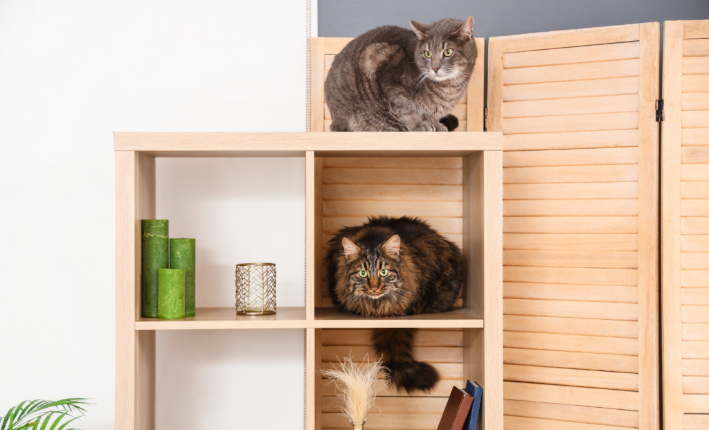 Multi-Cat Household Complication