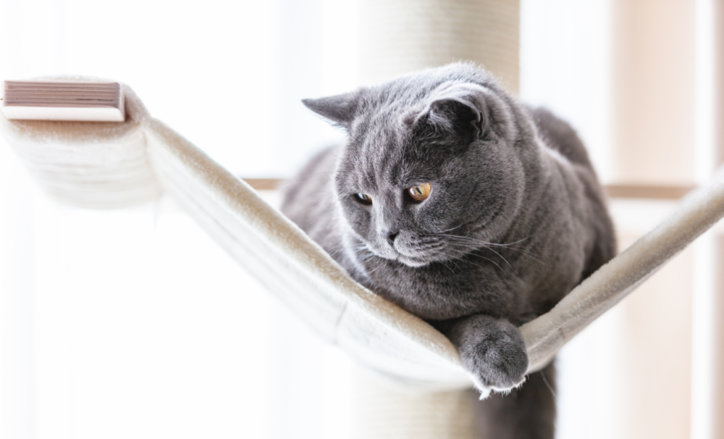 Difference Between Separation Anxiety and Other Behavioral Issues