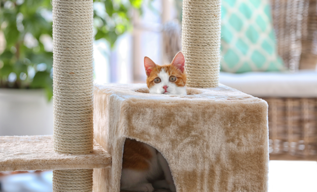 when cats punish through indifference