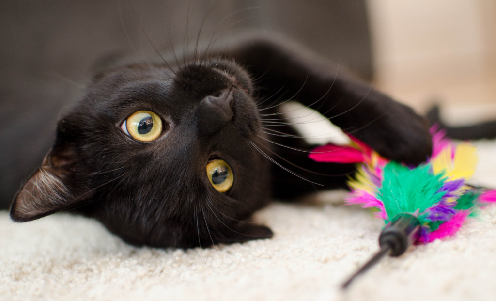 What Corporate Crisis Management Taught Me About Calming Anxious Cats creating a systematic solution