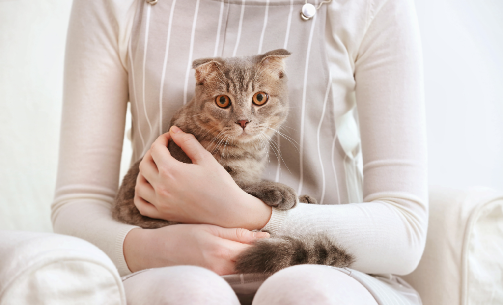 What Corporate Crisis Management Taught Me About Calming Anxious Cats lessons for other cat parents