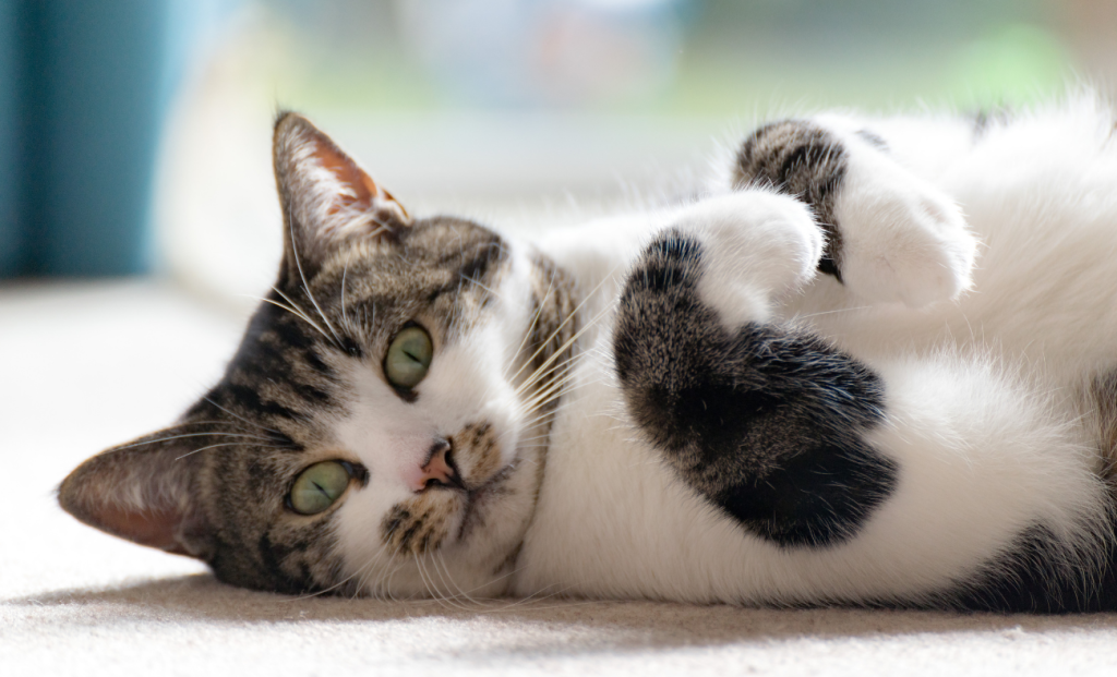 What Corporate Crisis Management Taught Me About Calming Anxious Cats preventing future crises