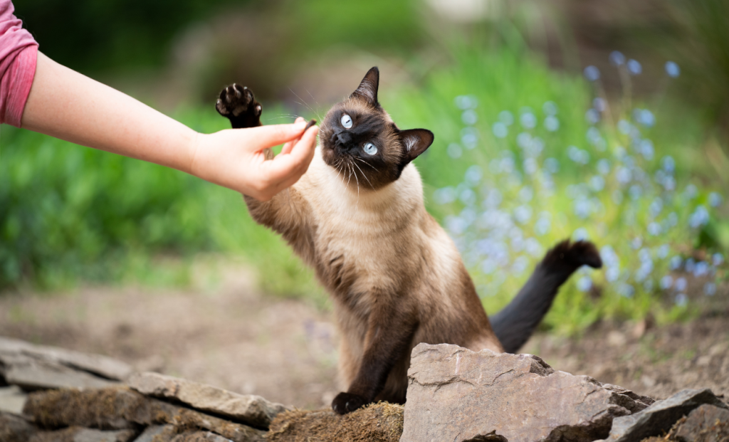 Monitoring Recovery and Maintaining Feeding Health