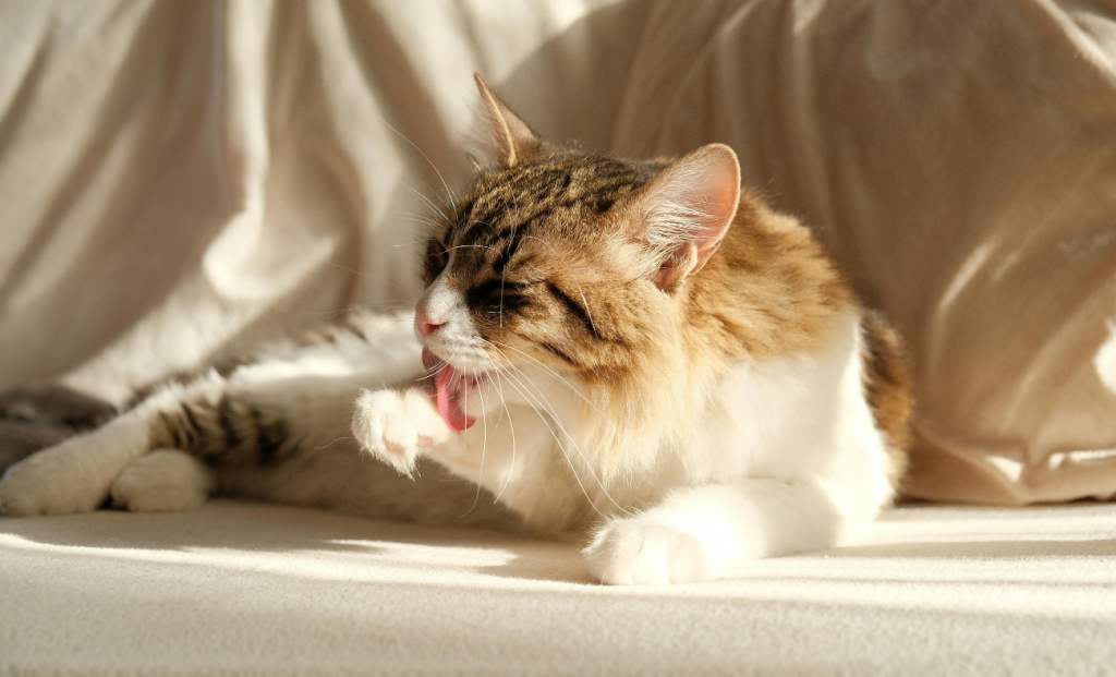 Cat Behavioral Foundations