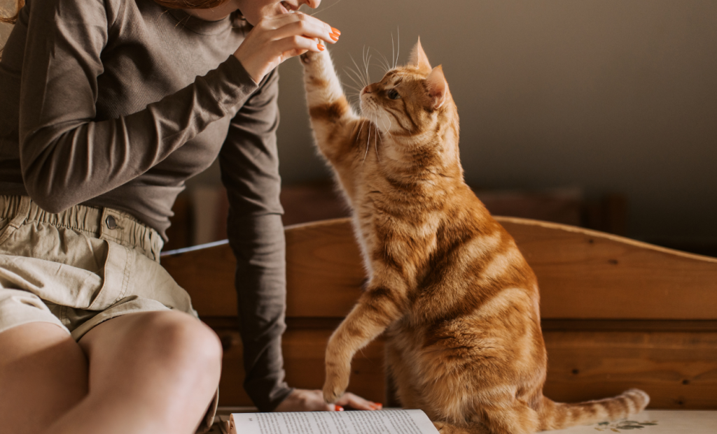 understand the science behind cat behavior
