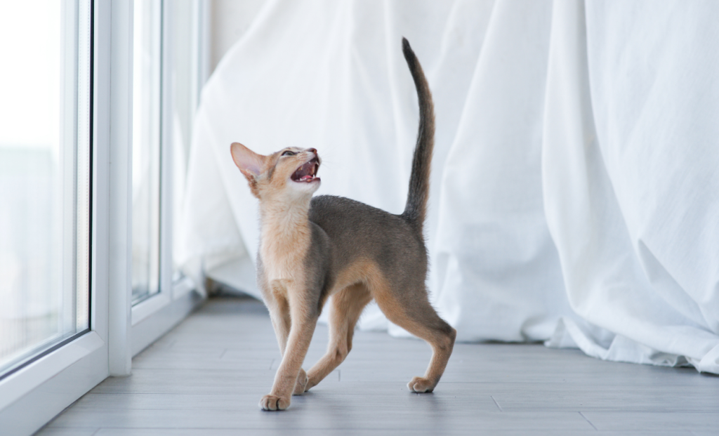 Building Long-Term Vocal Communication Understanding