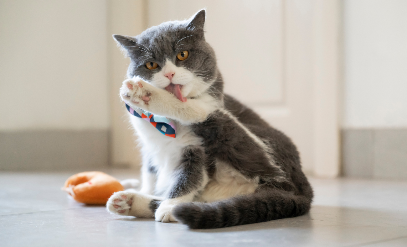cat stress grooming