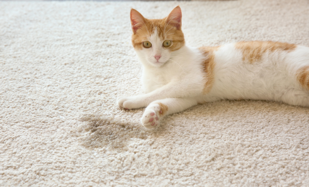 litter box problems