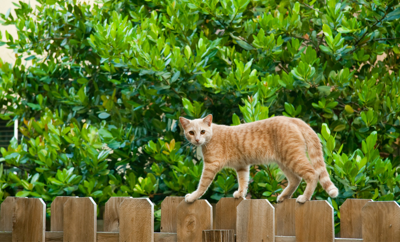 cat withdrawal