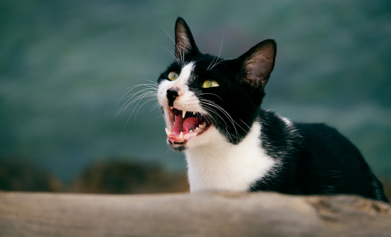 feline anxiety
