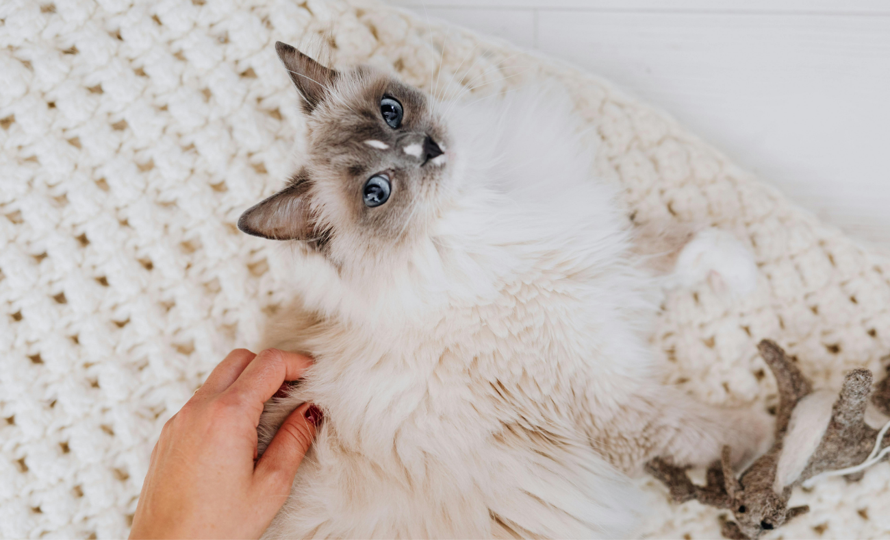 cat anxiety