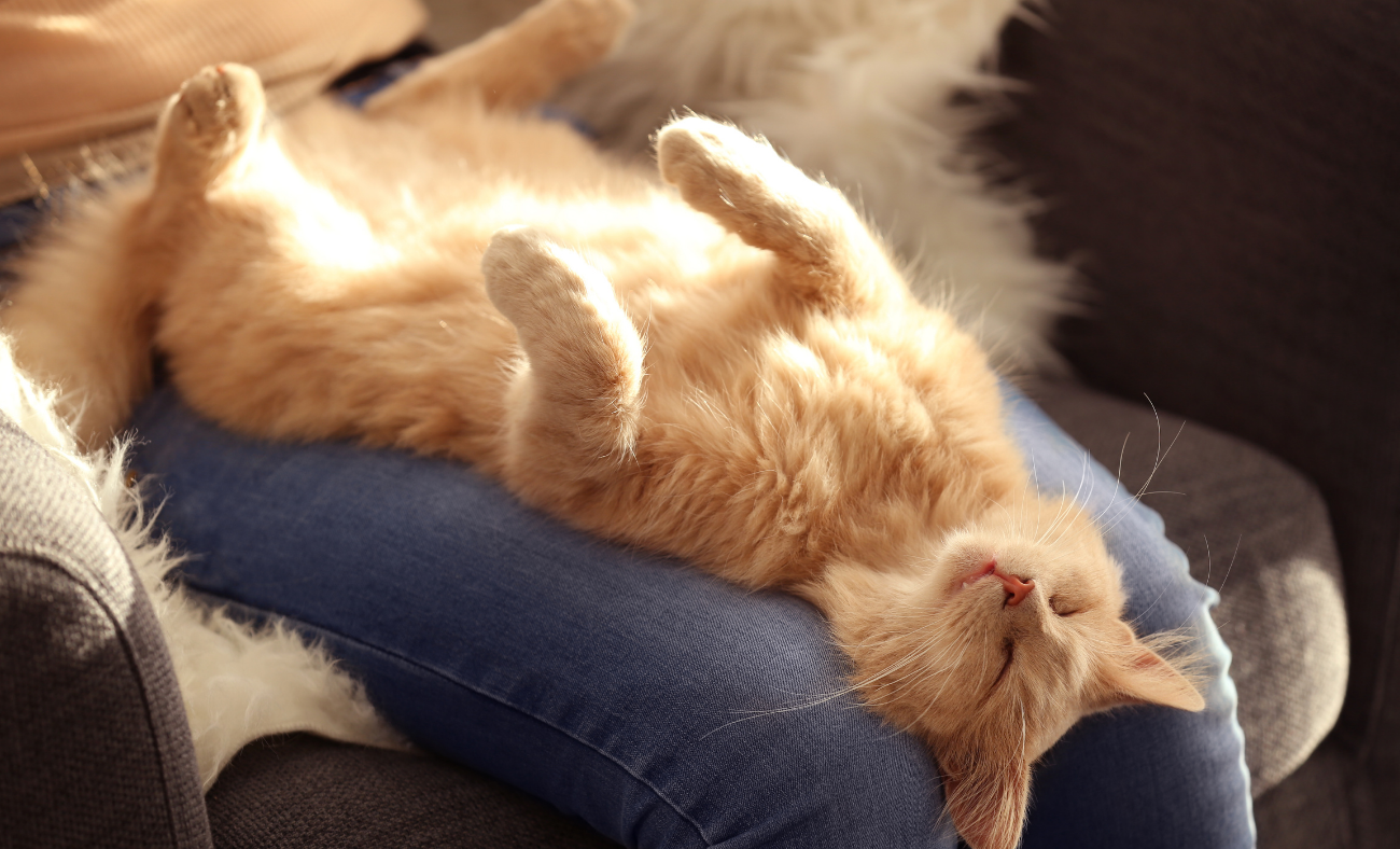 What Corporate Crisis Management Taught Me About Calming Anxious Cats cat stress relief