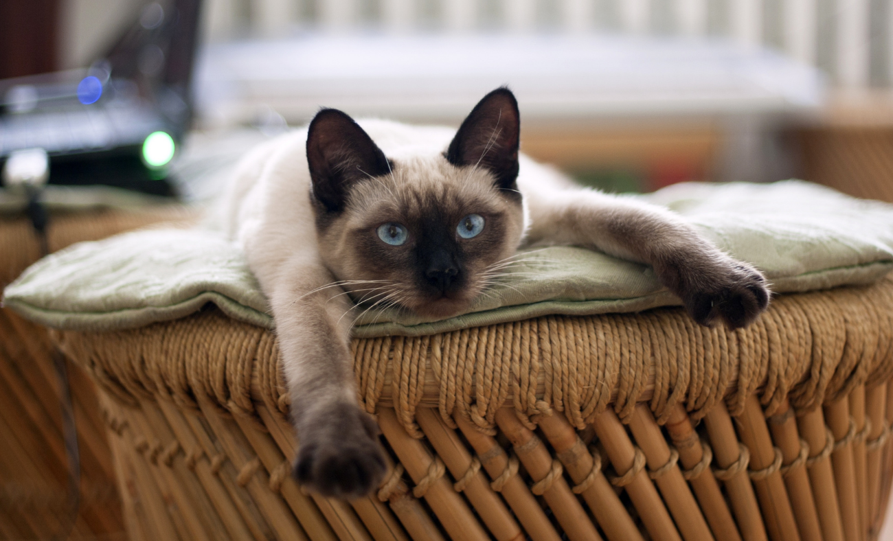 stressed cat