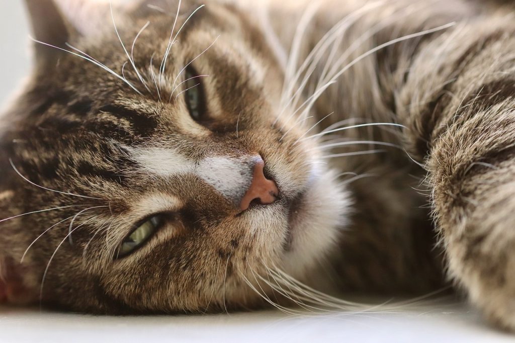 cat-4864605-1280