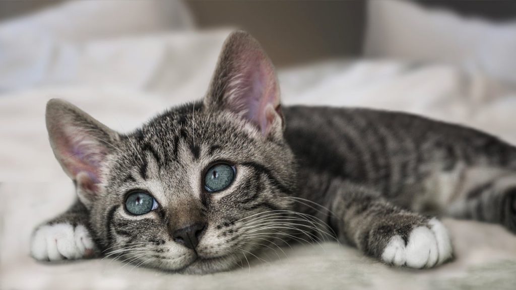 european-shorthair-8136065-1280